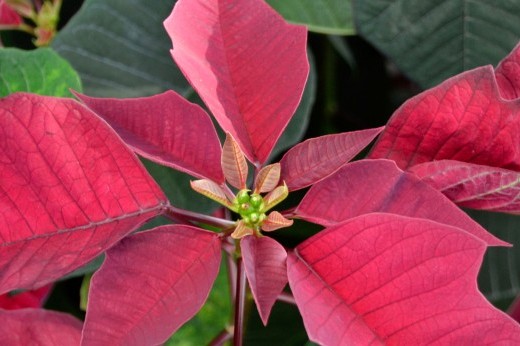 a close-up of a poinsettia cyanthia and brachts