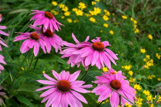 Clusters of pink-purple daisy-like flowers