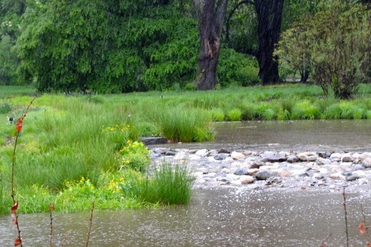 Brooklyn Botanic Garden's Water Garden in the rain