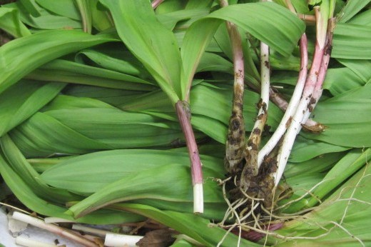 ramps (wild leeks)