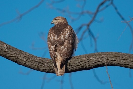 red-tailed hawk sitting on a branch