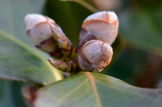 camellia buds