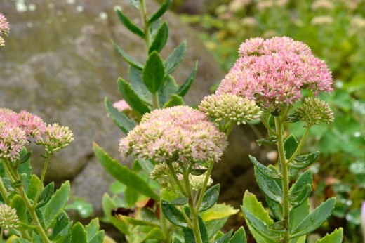 pink-flowered Sedum spectabile 'Autumn Joy'  in bloom