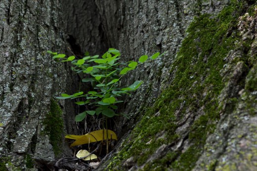 A seedling is sprouting in the crook of its parent tree.