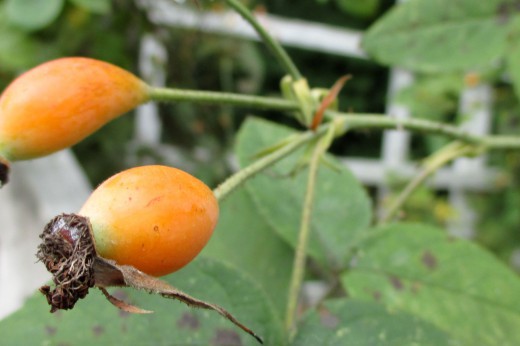 orange hips from snow-bush rose