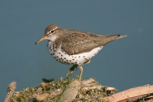 a spotted sandpiper with spots on its breast