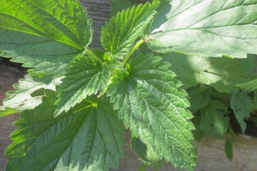 stinging nettle leaves with prickly hairs