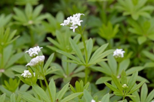 whit-flowered sweet woodruff plant in loom