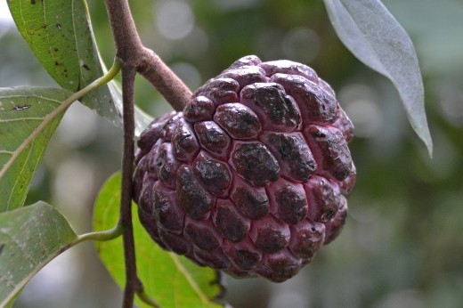 purple sweetsop fruit