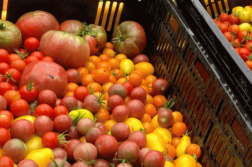 crates filled with a variety of tomatoes