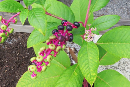 Closeup of purple pokeweed berries.