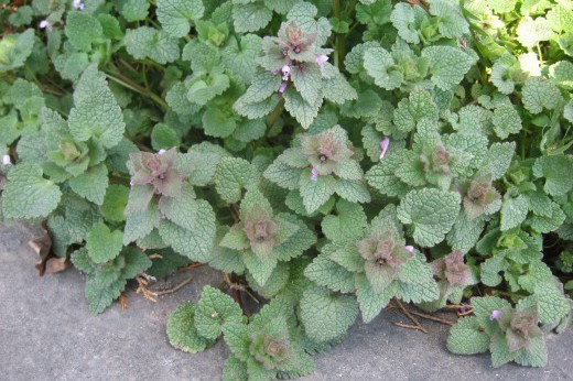 A dusky low-growing plant with violet flowers.