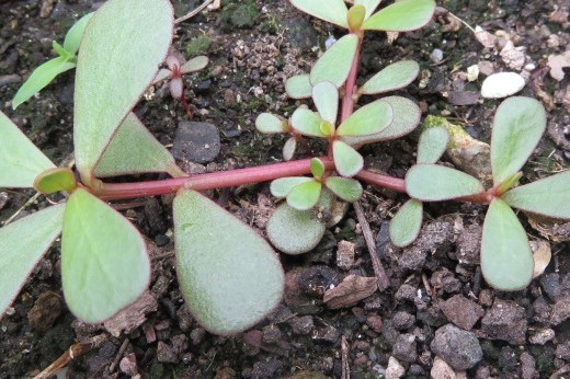 purslane