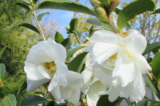 White camellia blossoms outdoors.