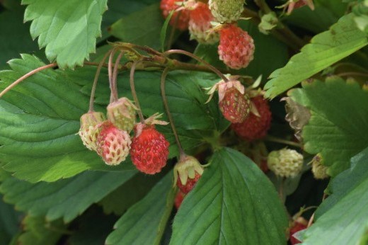 Small strawberries on a background of green flat leaves.