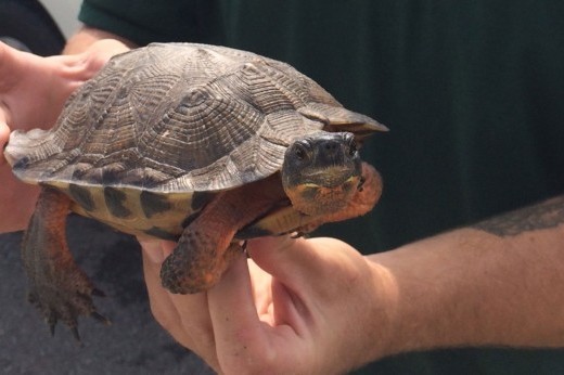 wood turtle